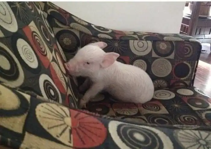 Поросенок оказался не той породы, за которую его выдал продавец
