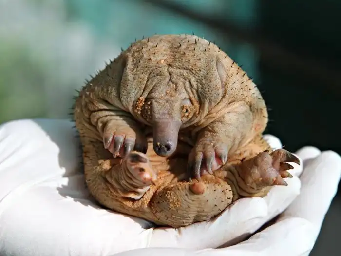 23 лысых животных, которых вы просто не узнаете без волос и шерсти