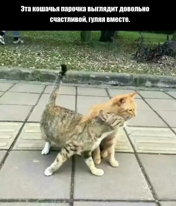 "Зелёная шляпа"