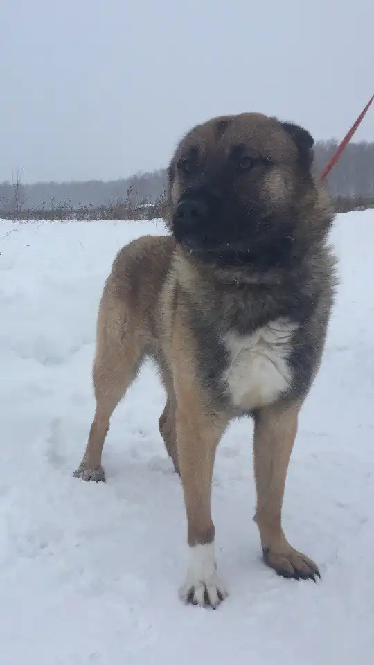 В поисках любящего хозяина