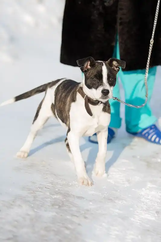 В поисках любящего хозяина