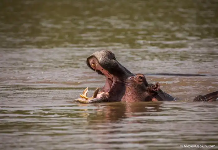Сколько животным необходимо еды, чтобы наесться