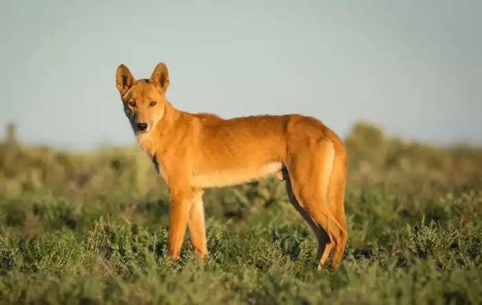 Динго: собака, которая оказалась волком