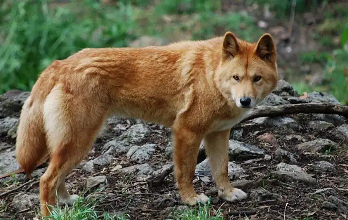 Динго: собака, которая оказалась волком