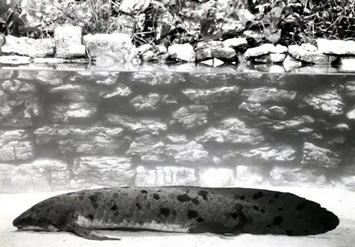 90-летнего двоякодышащего «дедушку» подвергли эвтаназии