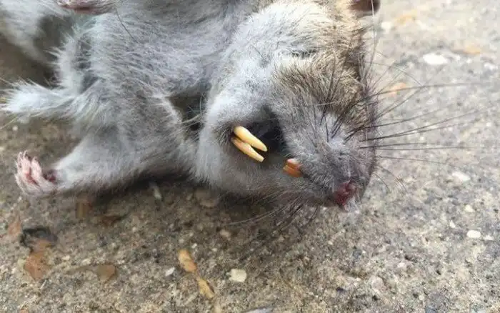 Гигантская «крыса-монстр», найденная на детской площадке в Лондоне