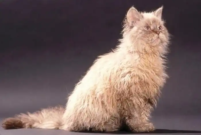 Топ-10: Редкие и необычные породы кошек