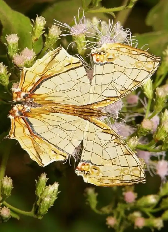 Эти невероятные бабочки