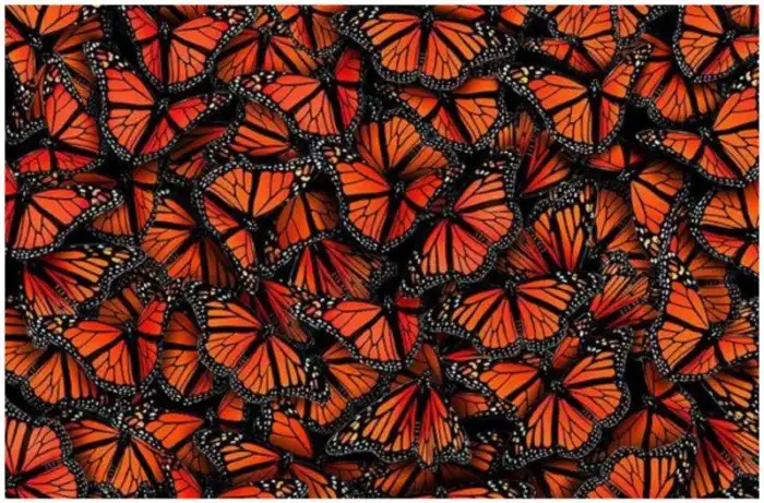 Эти невероятные бабочки
