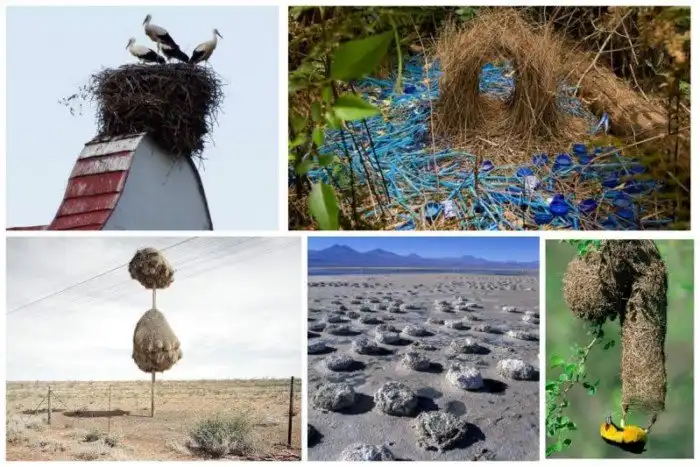 Неимоверное птичье строительство