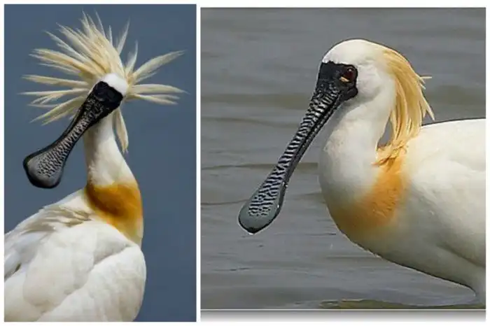 Поразительные птичьи клювы