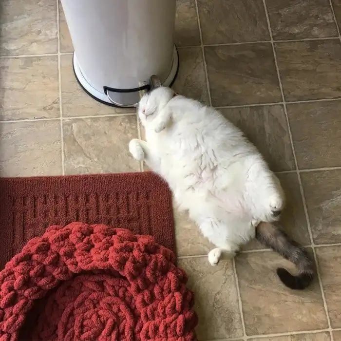 Толстенький кот Скрафлс так хорош, что цыпы не могут устоять и любуются им