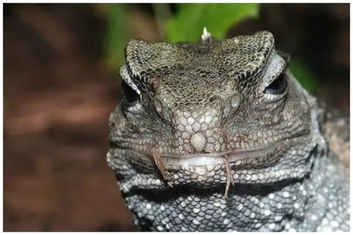 Чудо природы -древнейшая трехглазая рептилия туатара