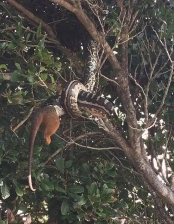 Туристы стали свидетелями трапезы питона