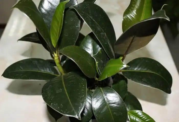 Какие комнатные растения являются натуральными воздухоочистителями