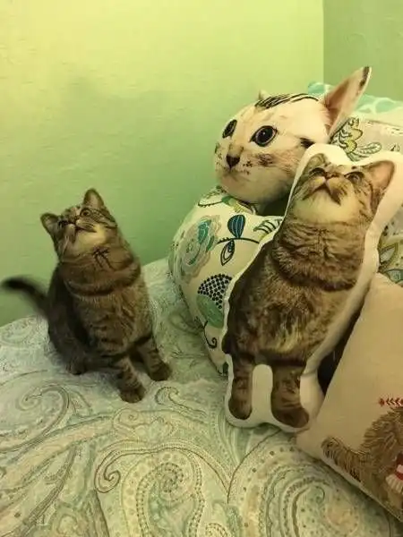 Прикольные картинки абавсём:D (28.04.17)