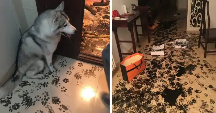 Один дома: как крушат дом питомцы в наше отсутствие