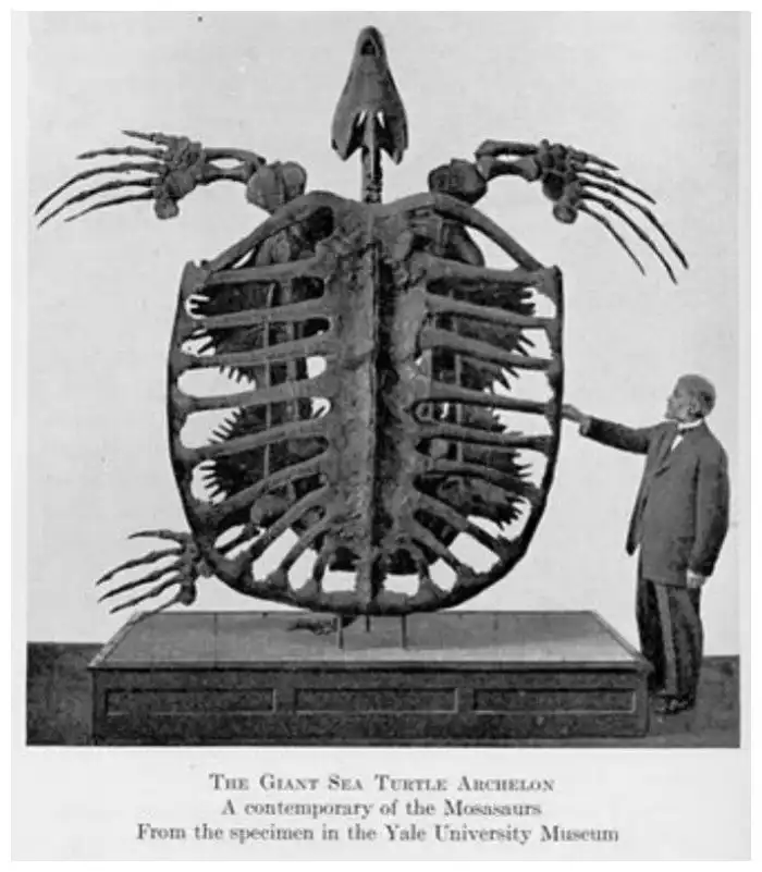 Покатай меня, большая черепаха