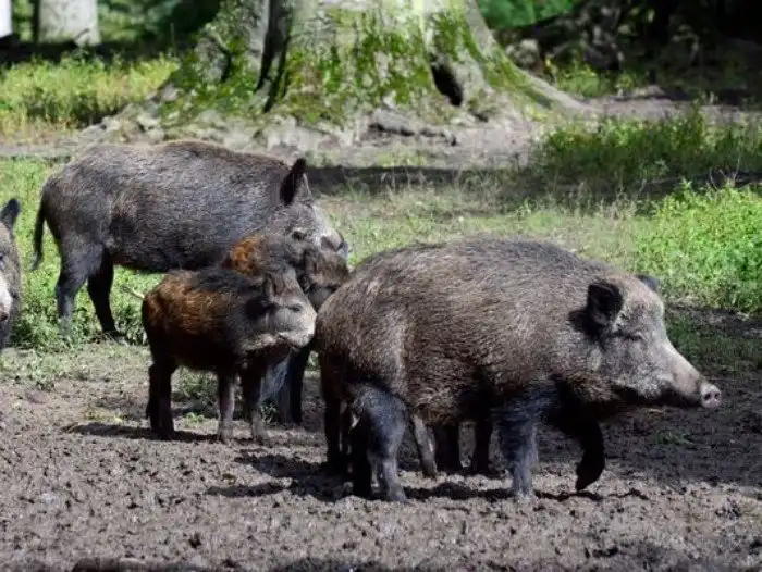 Стадо кабанов прикончило троих исламских террористов