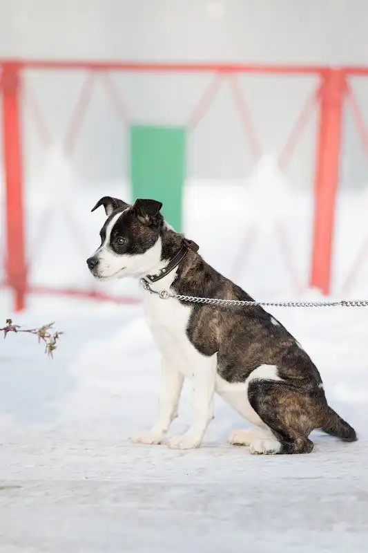 Милой умной девочке Рокси НУЖНА ПЕРЕДЕРЖКА или сразу ДОМ!!