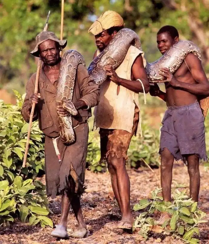 Как в Африке охотятся на питонов