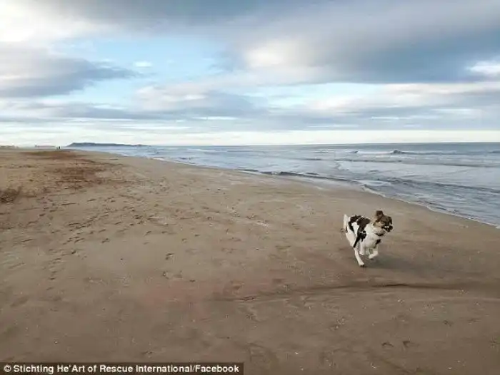 Удивительное преображение облитого клеем щенка