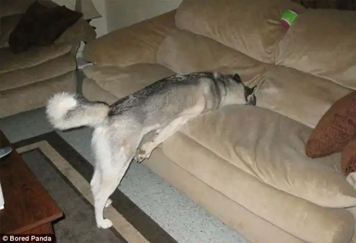 Собаки-хулигаки