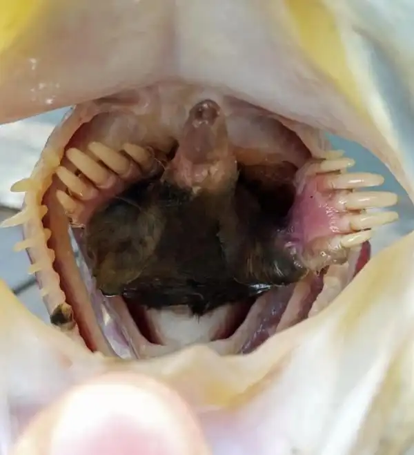 Рыбак обнаружил шокирующую находку внутри сома