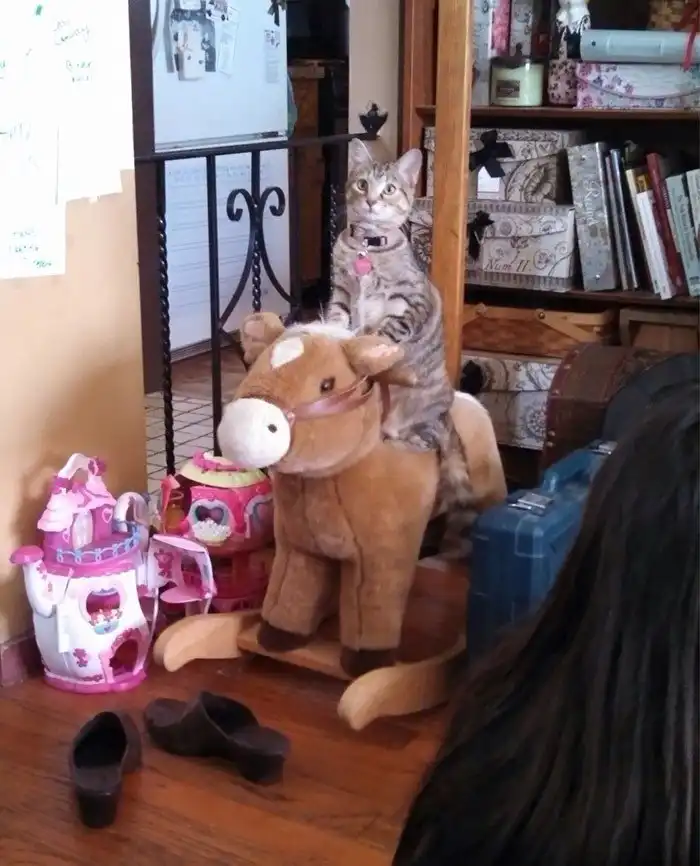 Котопост - это всегда радость