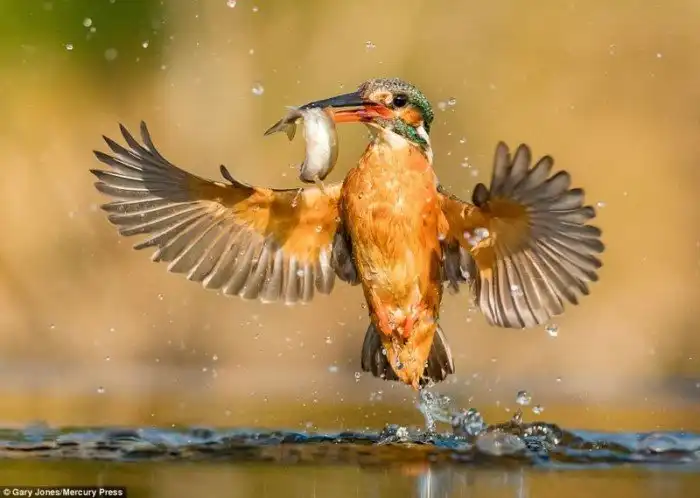 Фотоохота на зимородка окончилась невероятным успехом!