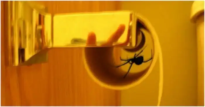 Сюрпризы, которым вы точно не обрадуетесь