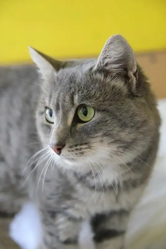 Отдам котика Ивара