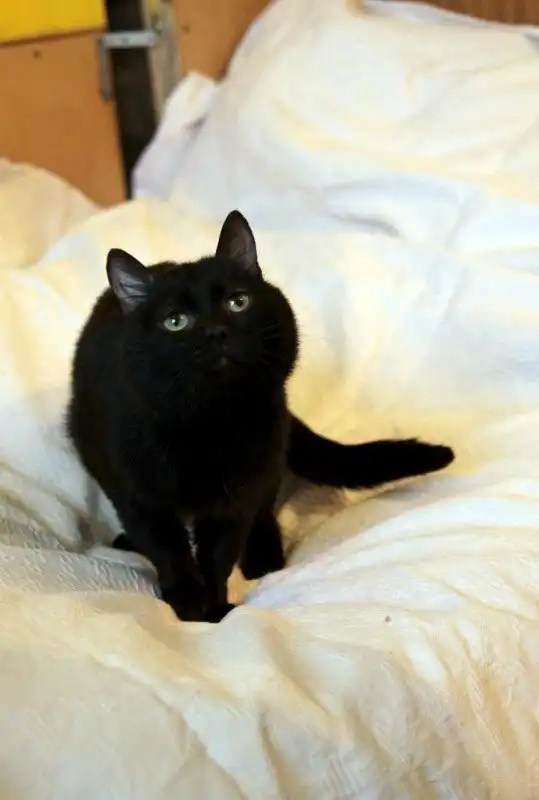 Отдам котика Бэтмена