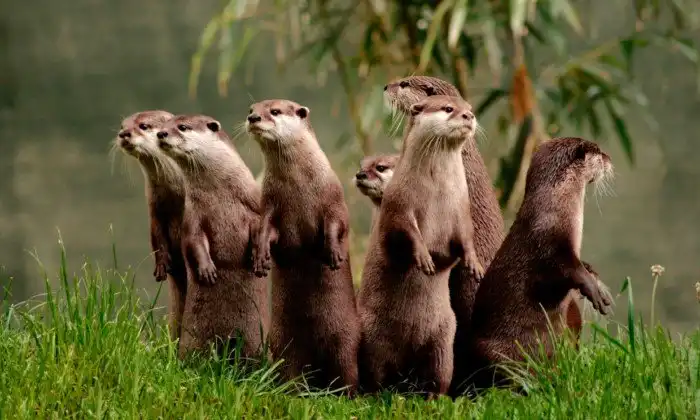 В мире животных