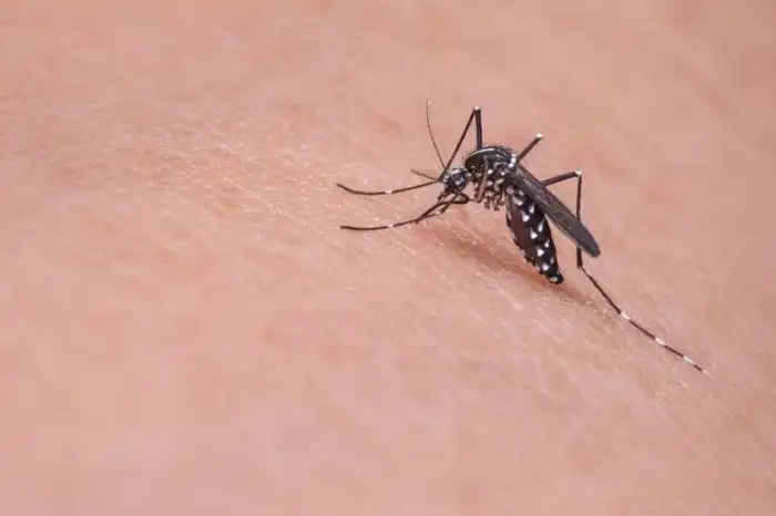 Причины, почему комары выберут именно вас