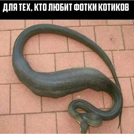 Слегка черный