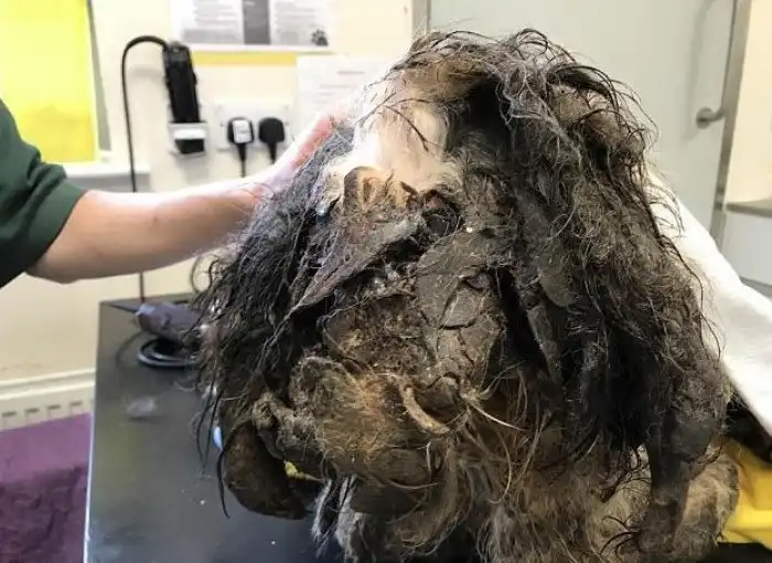 Когда волонтёры нашли эту собаку, они сначала даже не поняли что это!