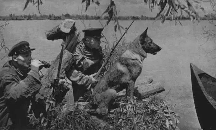 Как жилось собакам в Советском Союзе?