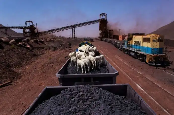 Безумное путешествие через Сахару с овцами и железной рудой