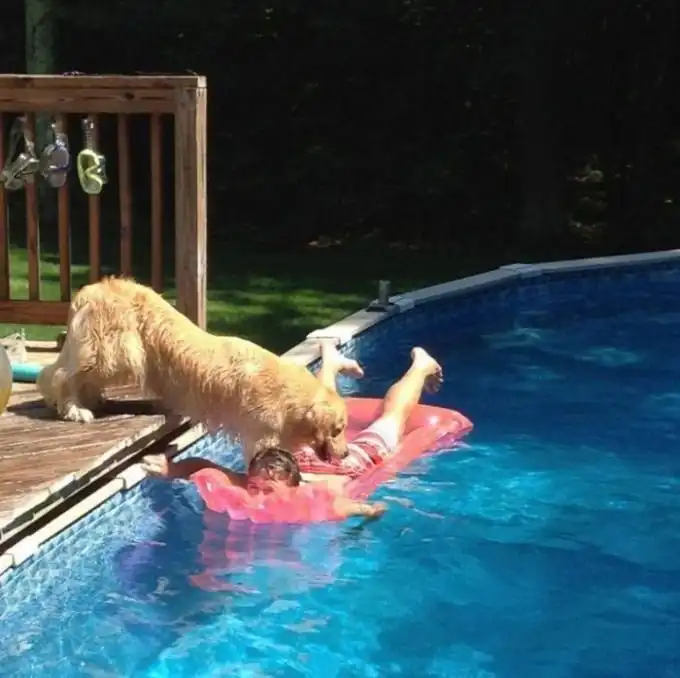 Собака, привыкшая добиваться того, чего она хочет