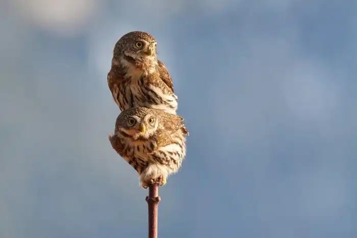 Объявлены победители ежегодного орнитологического фотоконкурса