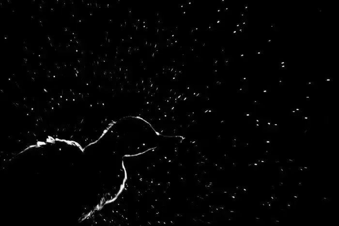 Объявлены победители ежегодного орнитологического фотоконкурса