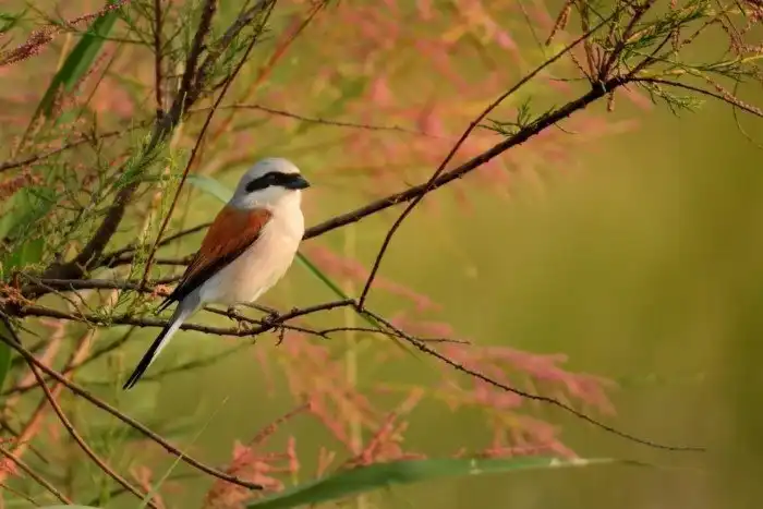 Объявлены победители ежегодного орнитологического фотоконкурса