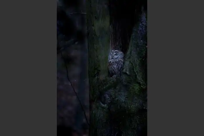 Объявлены победители ежегодного орнитологического фотоконкурса