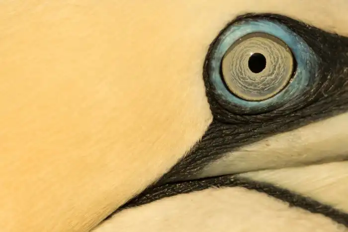 Объявлены победители ежегодного орнитологического фотоконкурса