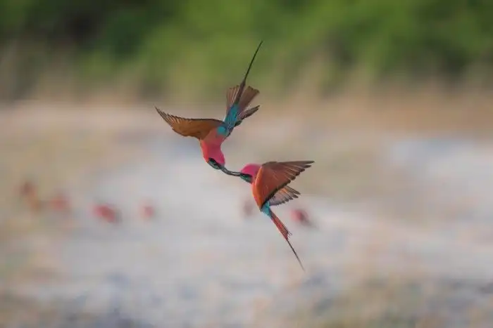 Объявлены победители ежегодного орнитологического фотоконкурса