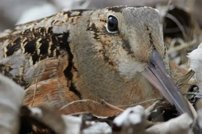 Объявлены победители ежегодного орнитологического фотоконкурса