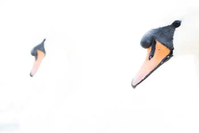 Объявлены победители ежегодного орнитологического фотоконкурса