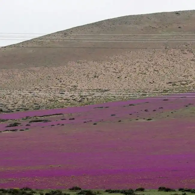 В Чили из-за проливных дождей расцвела пустыня Атакама