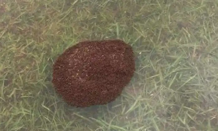 Еще одно неприятное последствие урагана «Харви»